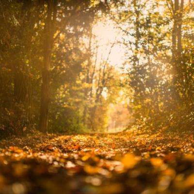 极速飞艇计划手机app下载